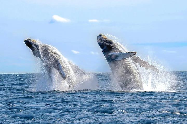 Cabo San Lucas Luxury Catamaran Whale Watching in Los Cabos, Mexico