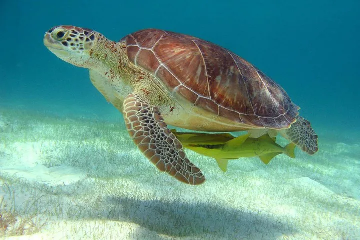 Half-Day Sea Turtle and Cenote Snorkeling Tour from Cancun & Riviera Maya in Riviera Maya, Mexico