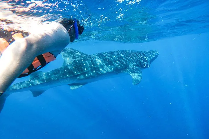 Whale Shark Adventure in Isla Mujeres and Cancun in Cancun, Mexico